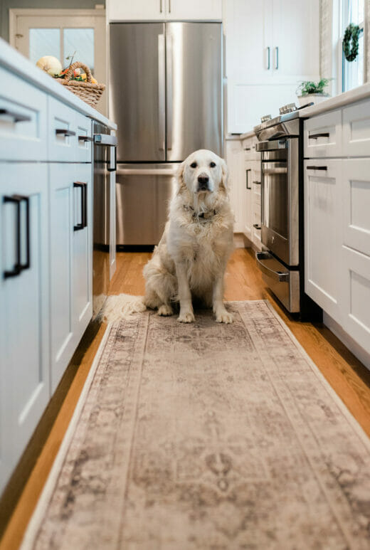 Dublin Kitchen - dog