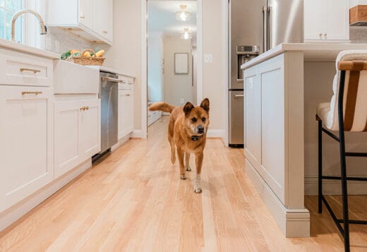 dog in kitchen remodel